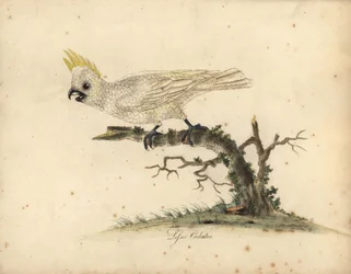 Yellow-crested cockatoo, Cacatua sulphurea. Critically endangered. (Lesser white cockatoo) Hand-coloured copperplate engraving of an illustration by William Hayes from Portraits of Rare and Curious Birds from the Menagery of Osterly Park.