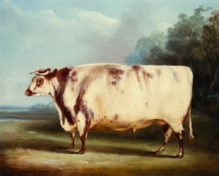 A Prize Bull