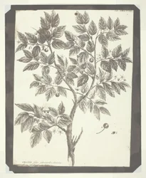 Copy of Botanical Engraving of "Celtis"
