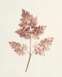 Fronds of Leaves, 1843
