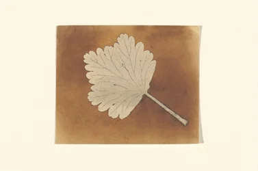 Leaf