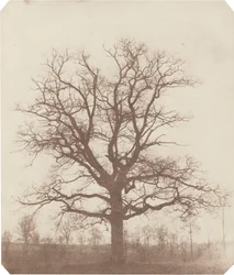 Oak Tree, Mid-1840s