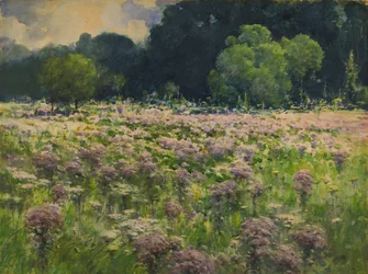 Field of Joe Pie Weeds Pride of the Meadow