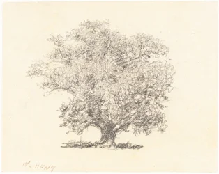 A Tree in Full-Leaf