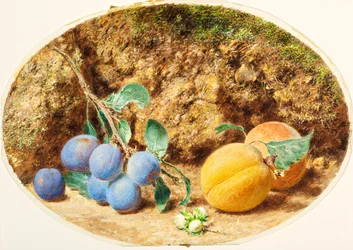 Purple Plums, Apricots and Woodnuts