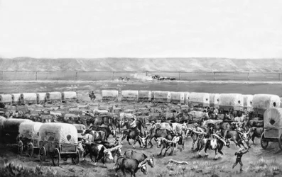 Oxen Being Yoked Up in a Corral of Covered Wagons