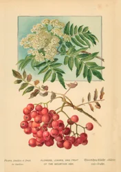 Flowers, Leaves, and Fruit of the Mountain Ash