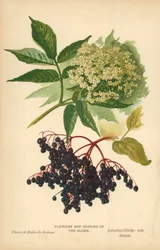 Flowers and Berries of the Elder
