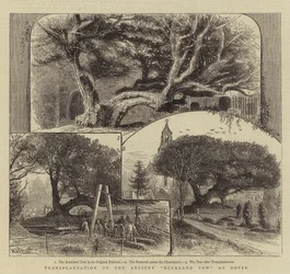 Transplantation of the Ancient Buckland Yew at Dover