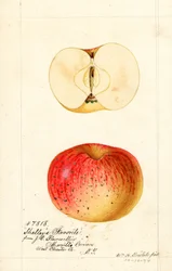 Shelleys Favorite Apples