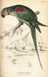 Alexandrine Parakeet, Psittacula eupatria