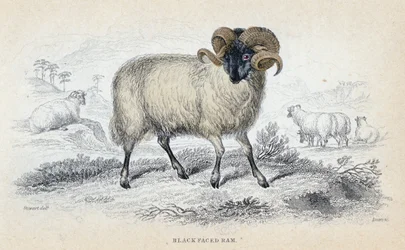 Black Faced Ram, mid-19th Century