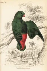 Blue-crowned hanging-parrot, Loriculus galgulus