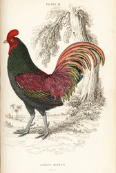 Bronzed cock of Sumatra, Gallus aeneus