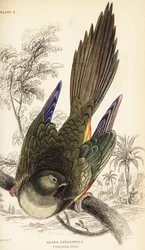 Burrowing parrot or Patagonian conure, Cyanoliseus patagonus