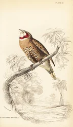 Cut-throat finch or ribbon finch, Amadina fasciata