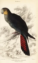 Glossy black cockatoo