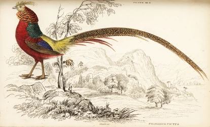 Golden pheasant or Chinese pheasant, Chrysolophus pictus