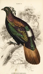 Himalayan Monal, Male, Lophophorus impejanus