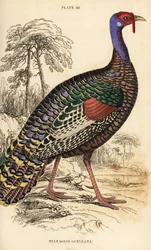 Ocellated turkey