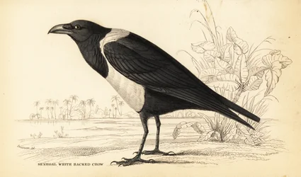 Pied Crow, Corvus albus