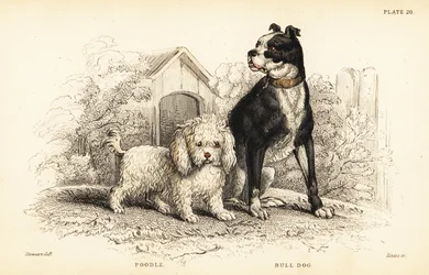 Poodle, Canis aquaticus, and bulldog, Canis anglicus