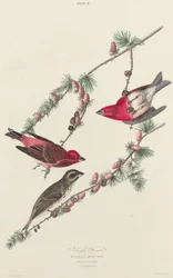 Purple Finch