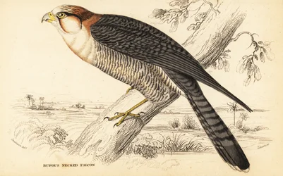 Red-necked falcon, Falco chicquera ruficollis