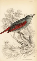 Red-winged pytilia