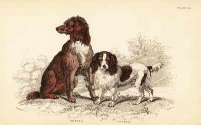 Setter and cocker spaniel, Canis lupus familiaris
