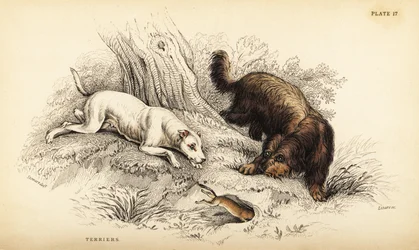 Smooth-coated terrier and Scottish or wire-haired terrier