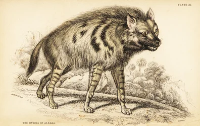 Striped hyena, Hyaena hyaena