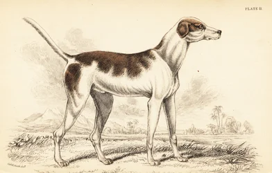 The oriental hound