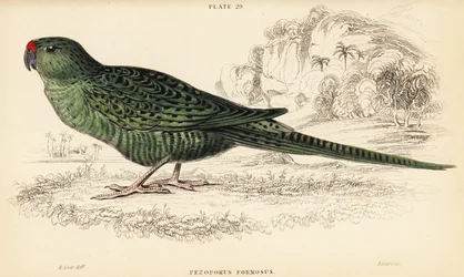 Western ground parrot