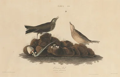 Brown Lark