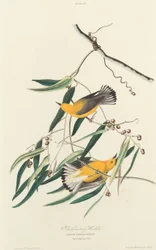 Prothonotary Warbler