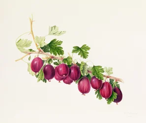 Purple Gooseberry