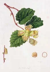 The Cob Nut, 1816