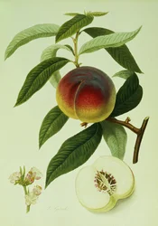The Galande Peach