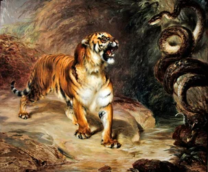 Tiger and python