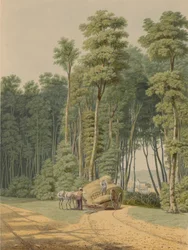 Summer--A Road Accident. A Glimpse Through an Opening of the Primitive Forest