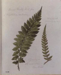 Common Prickly Shield Fern