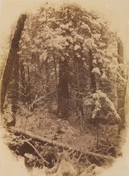 Untitled Woods in Snow, 1859