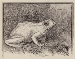 An Albino Frog