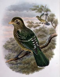 Ailuroedus Crassirostris, Green Catbird (colour litho)