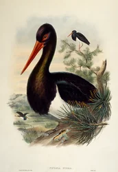 Black Stork, lithograph from Birds of Great Britain