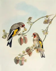 European Goldfinch (Carduelis carduelis caniceps), lithograph from Birds of Asia