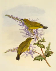 Grey-throated white-eye (Zosterops rendovae)