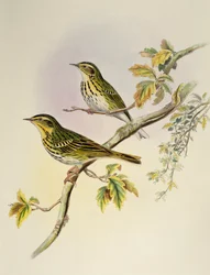 Indian Tree-Pipit (Pipastes agilis), lithograph from Birds of Asia