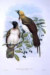 Paradisaea Quilielmi - Lesser Bird of Paradise